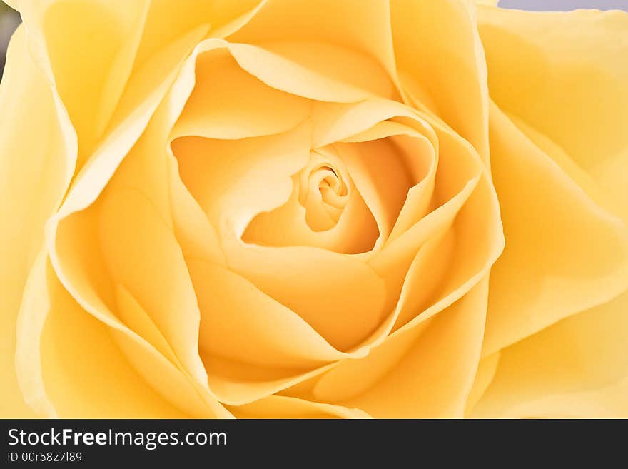 Close up of a yellow rose