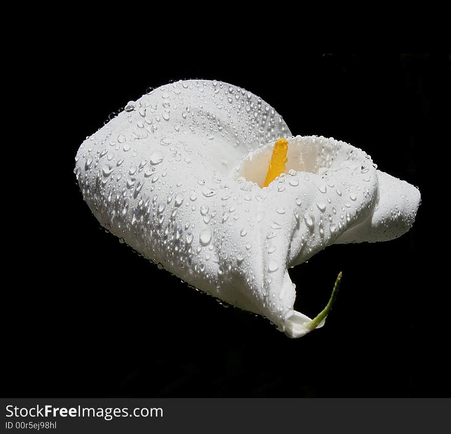 Sunlit calla lily after rain shower on black background