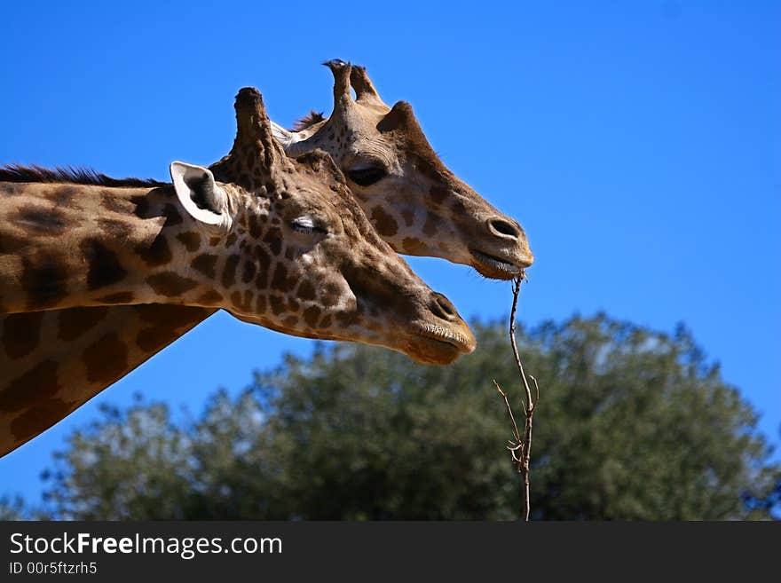 Two giraffes