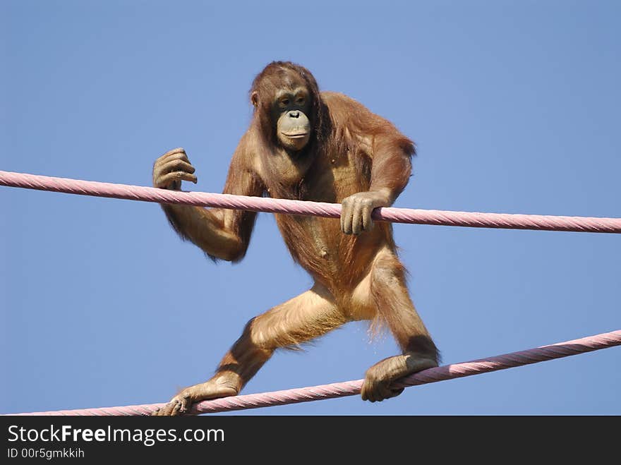 An Orangutan on the highwire at the Zoo. An Orangutan on the highwire at the Zoo.