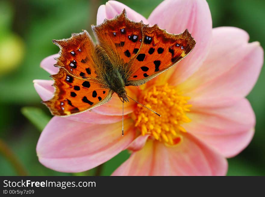 A brown butterfly on dahlia in green background. A brown butterfly on dahlia in green background