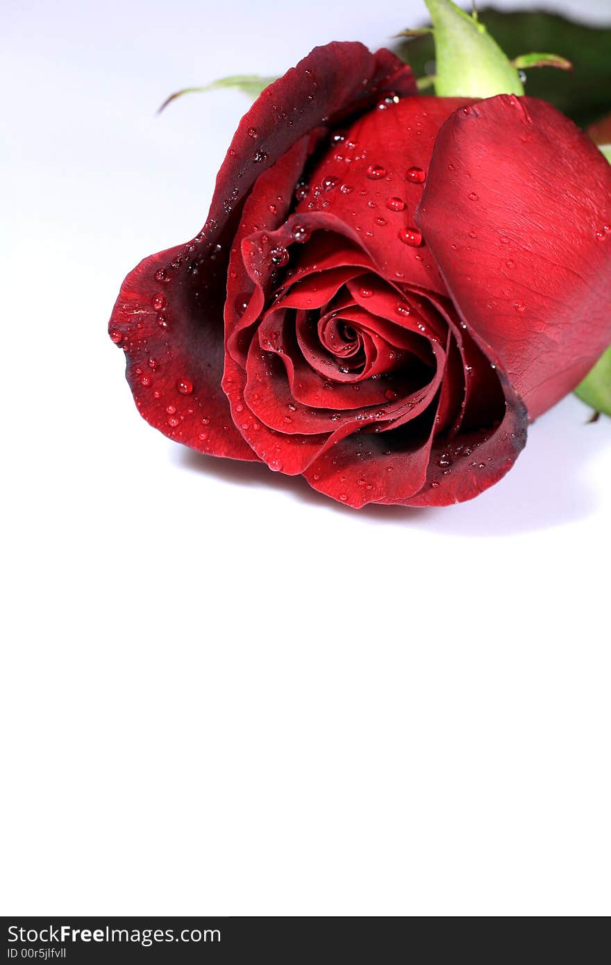 Single Rose on White Background. Single Rose on White Background