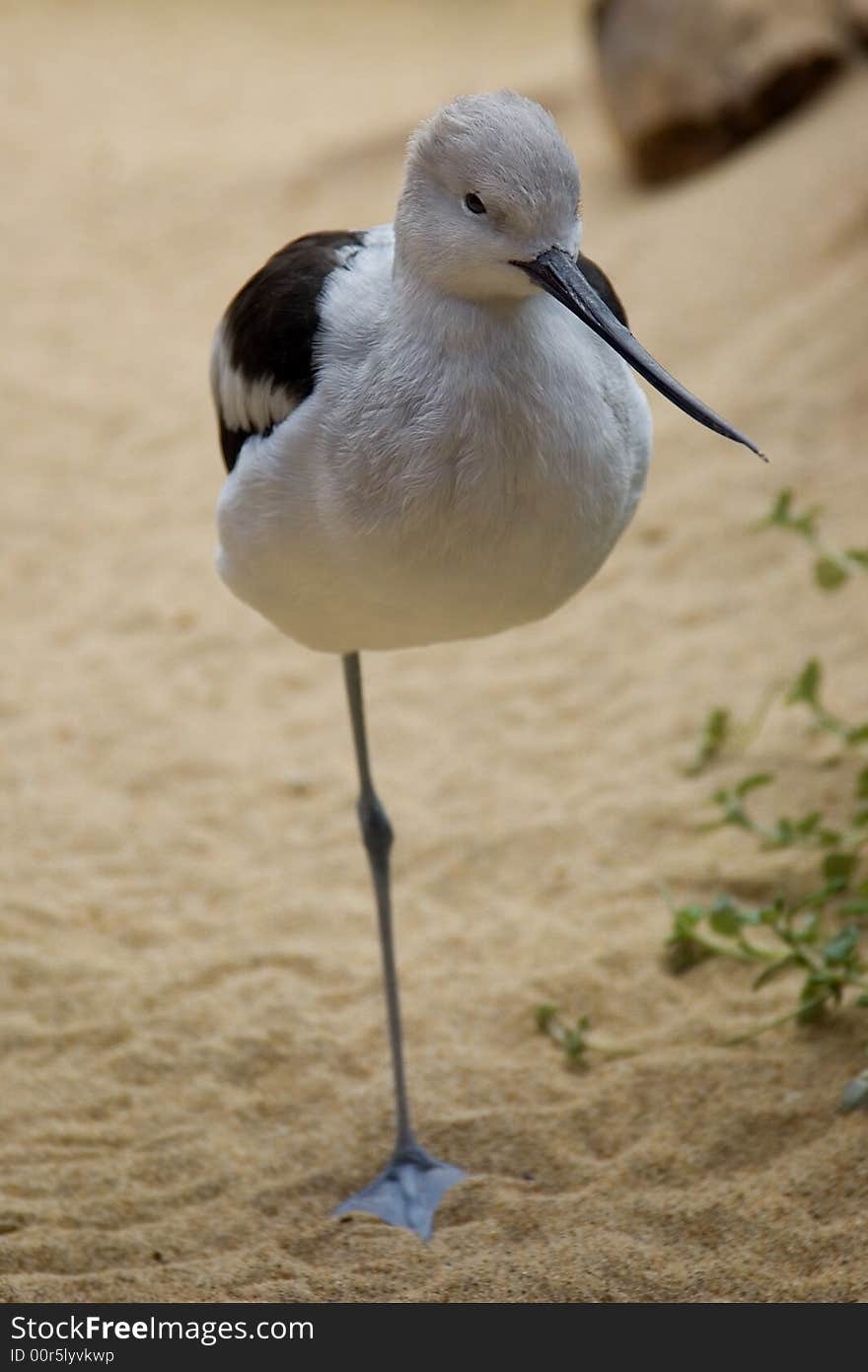 Bird standing on one leg