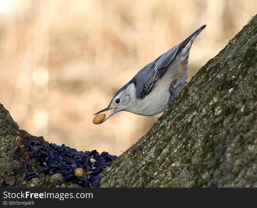 Nuthatch