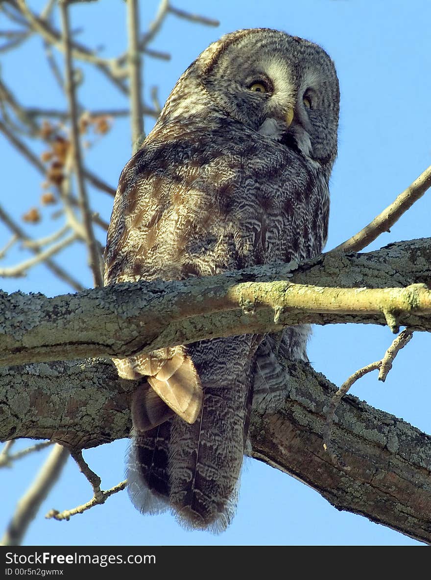 The Owl return it's head and watch me