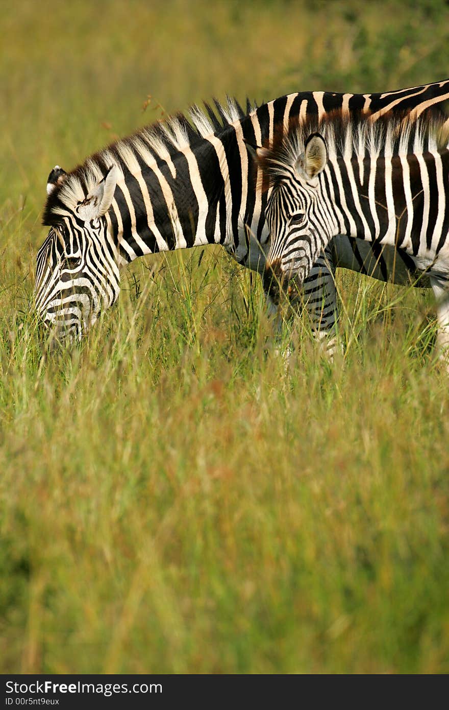 African Zebra