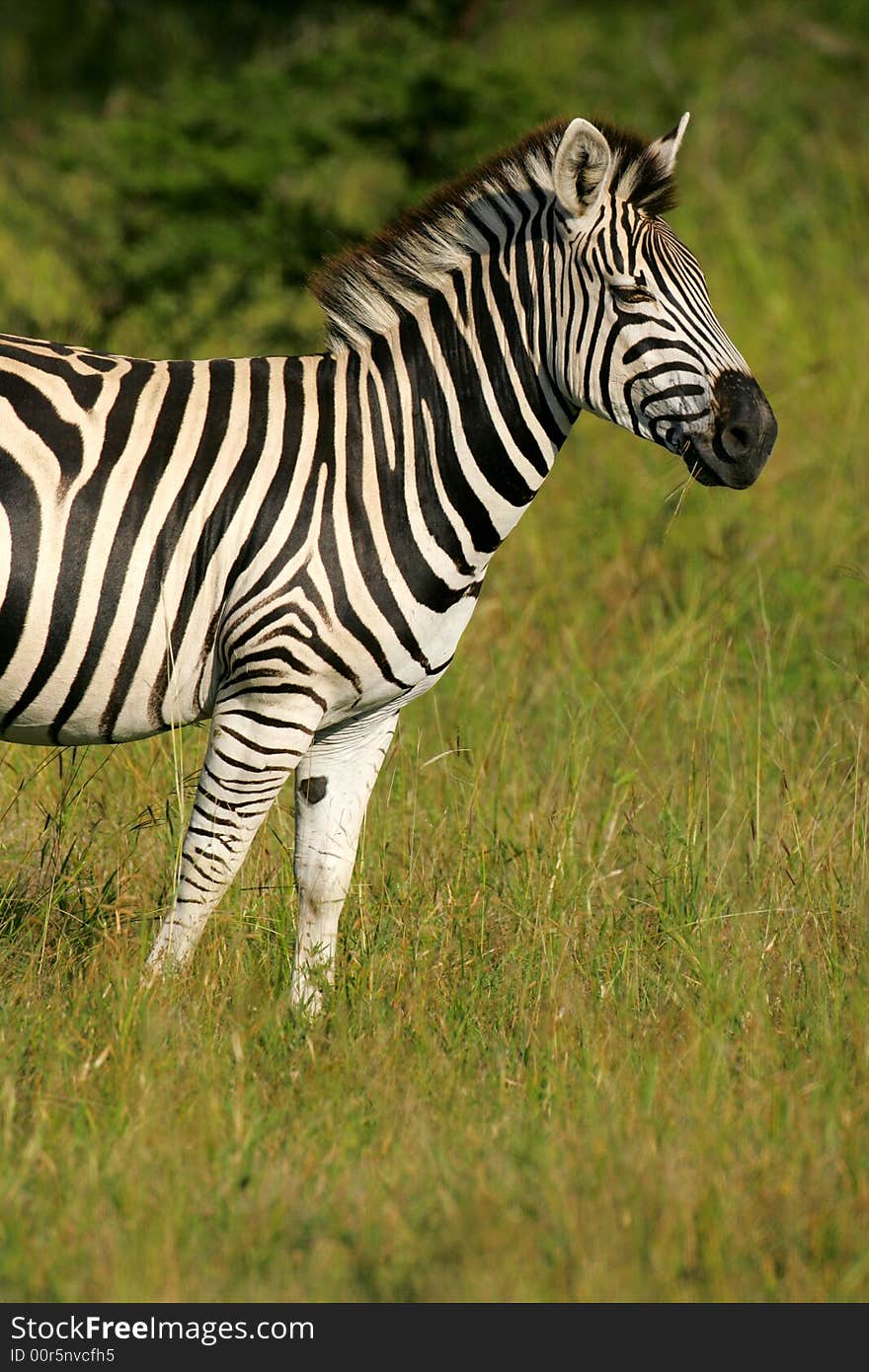 African Zebra