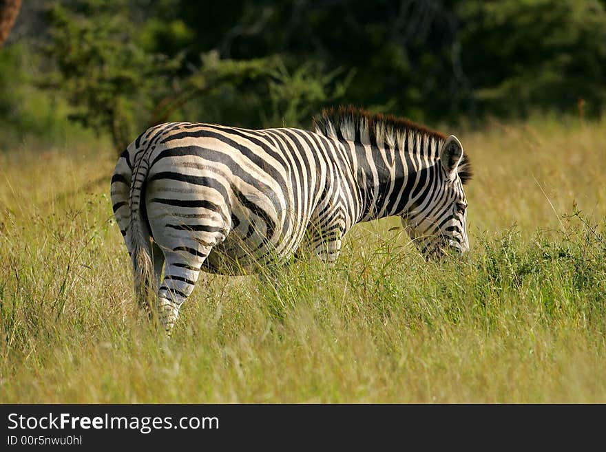 African Zebra