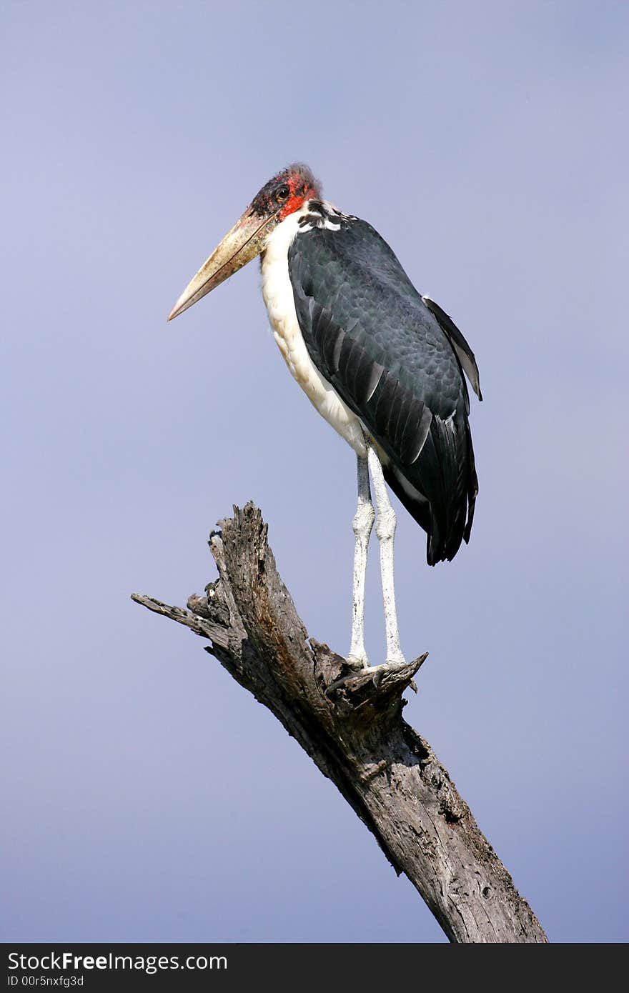 Marabou Stork