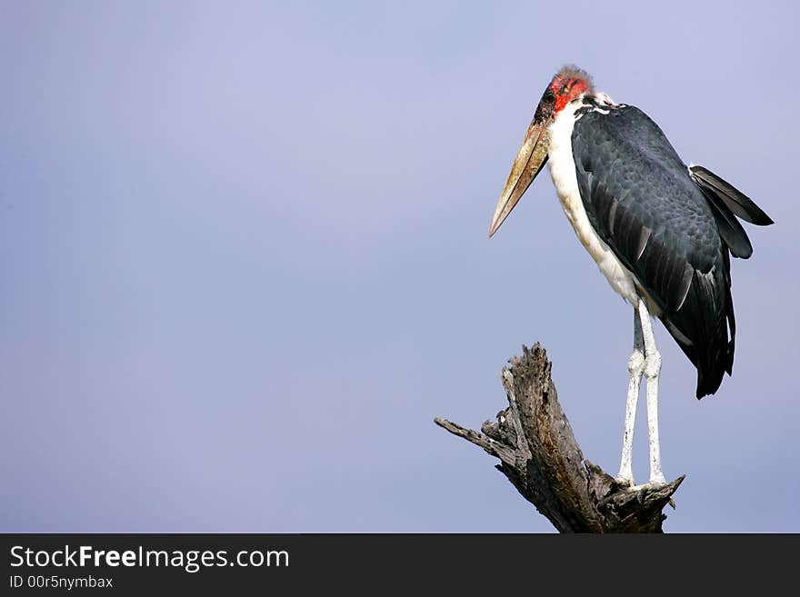 Marabou Stork