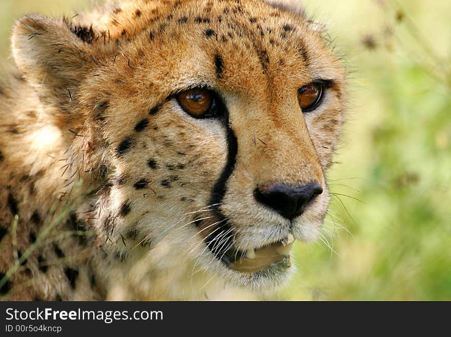 African Cheetah