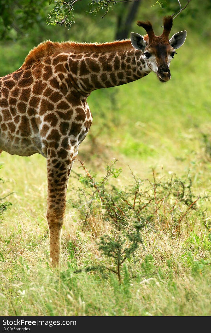 A shot of an African Giraffe in the wild. A shot of an African Giraffe in the wild