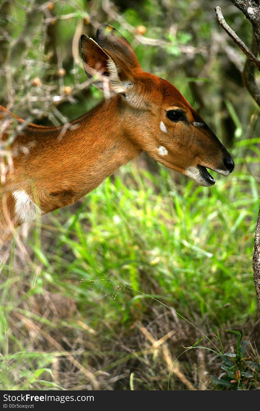 African Female Nyala