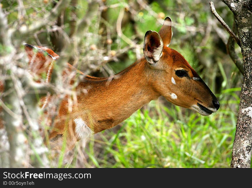 African Female Nyala