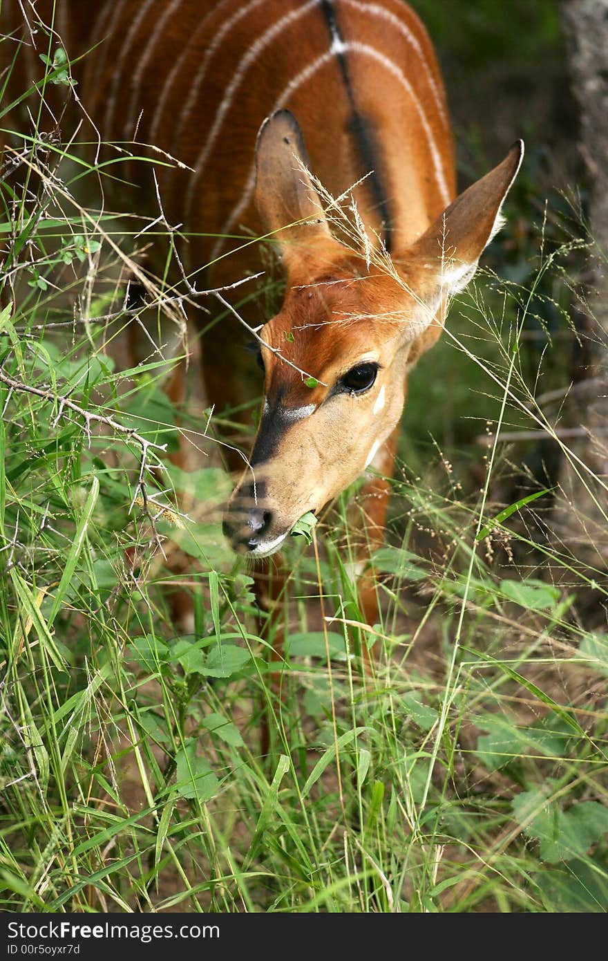 African Female Nyala