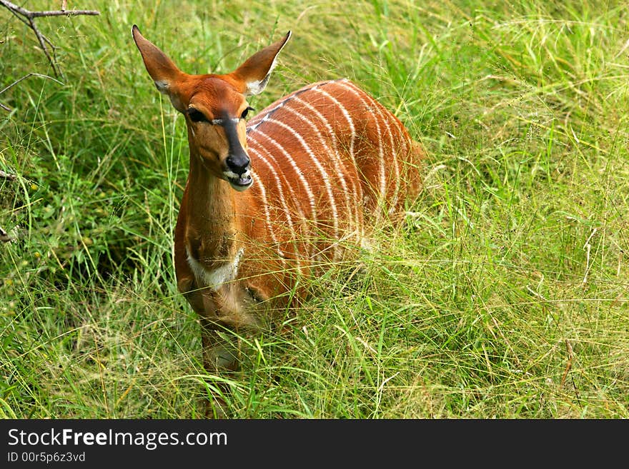 African Female Nyala