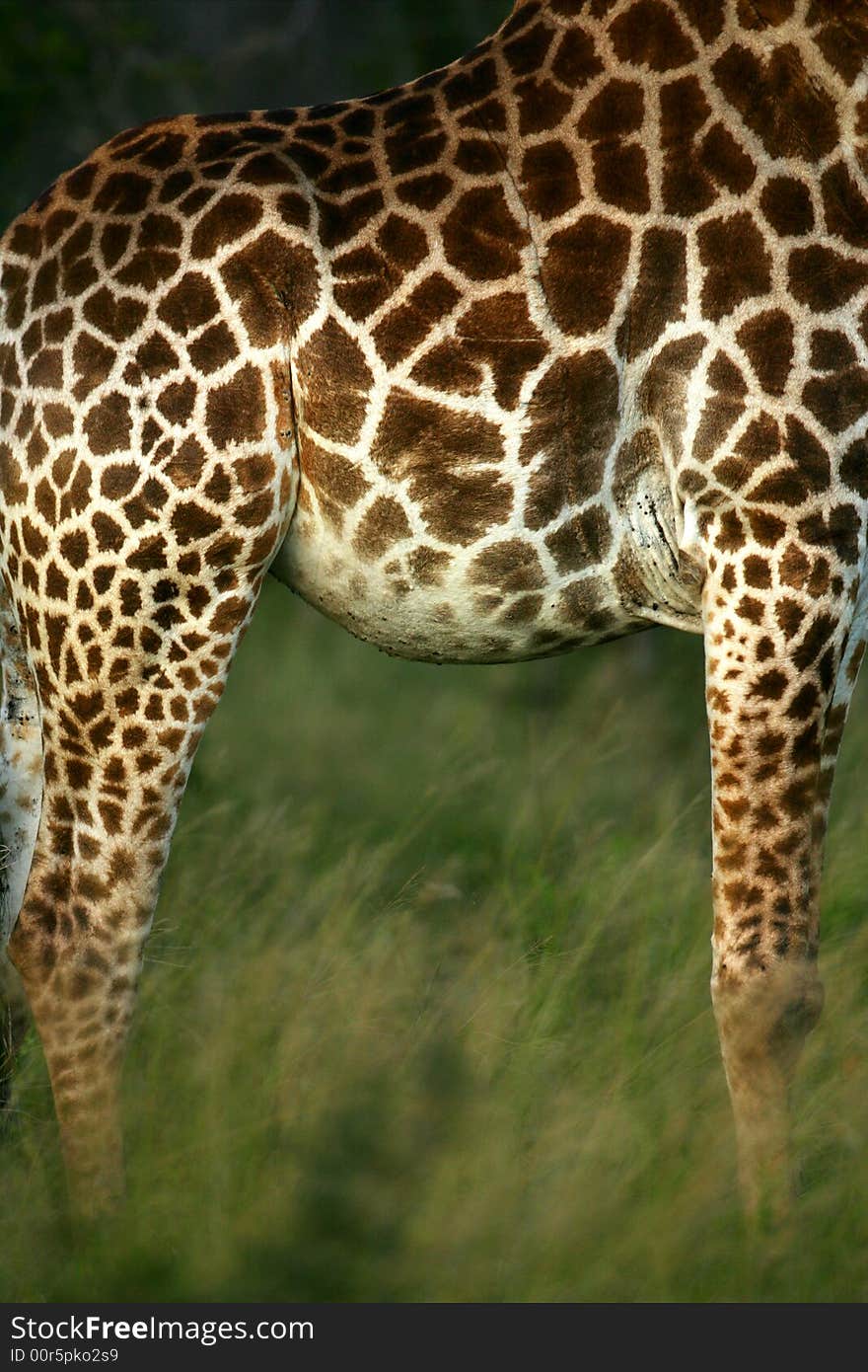 A shot of an African Giraffe in the wild. A shot of an African Giraffe in the wild