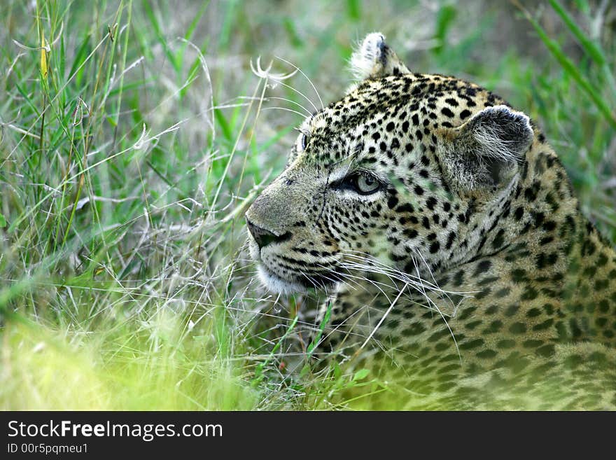 African Leopard