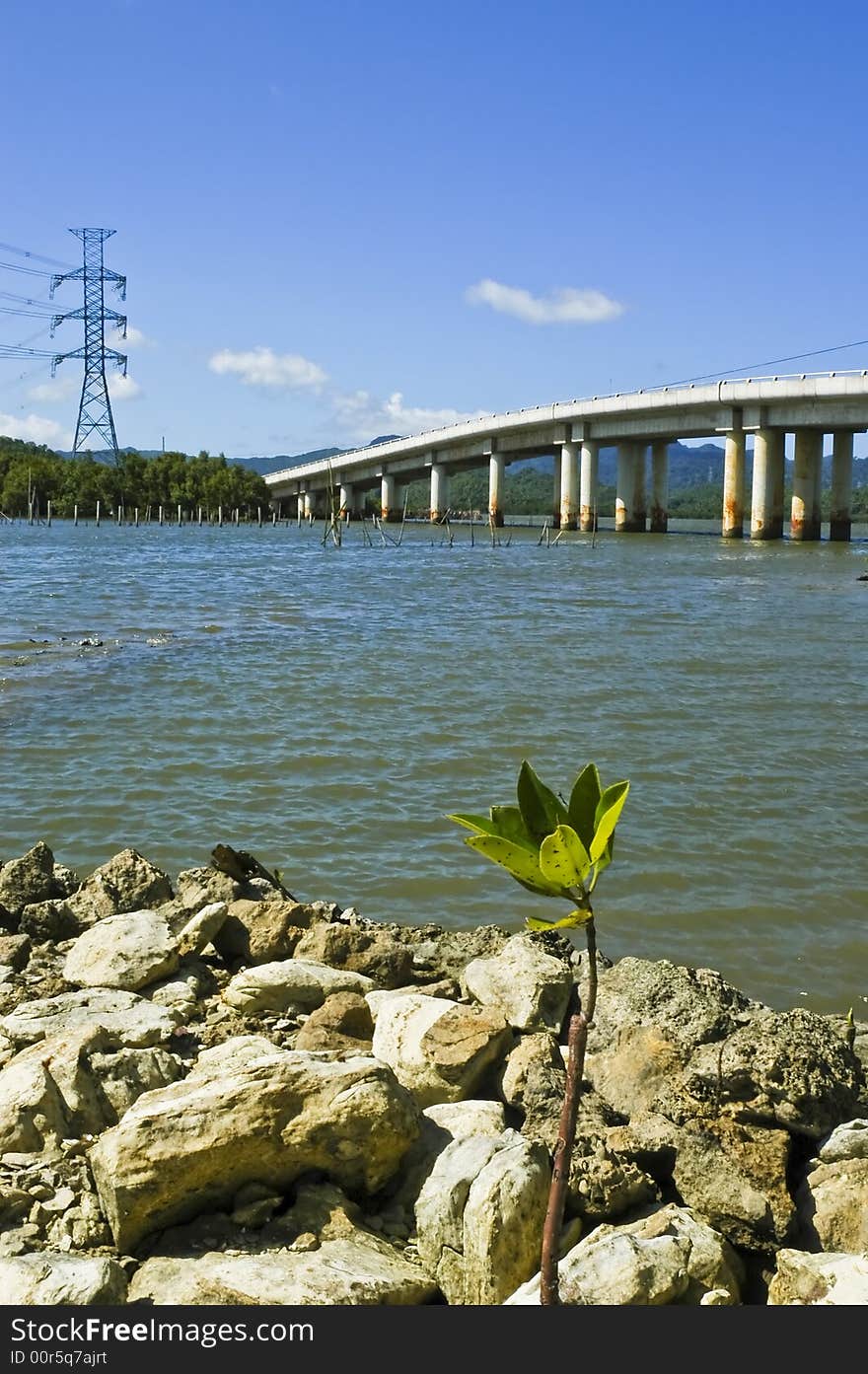 Newly planted mangrove in a river bank in Quezon, Philippines. Newly planted mangrove in a river bank in Quezon, Philippines