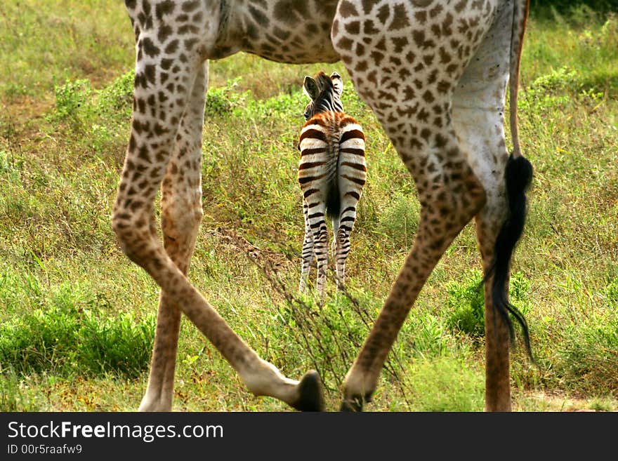 A shot of an African Zebras in the wild