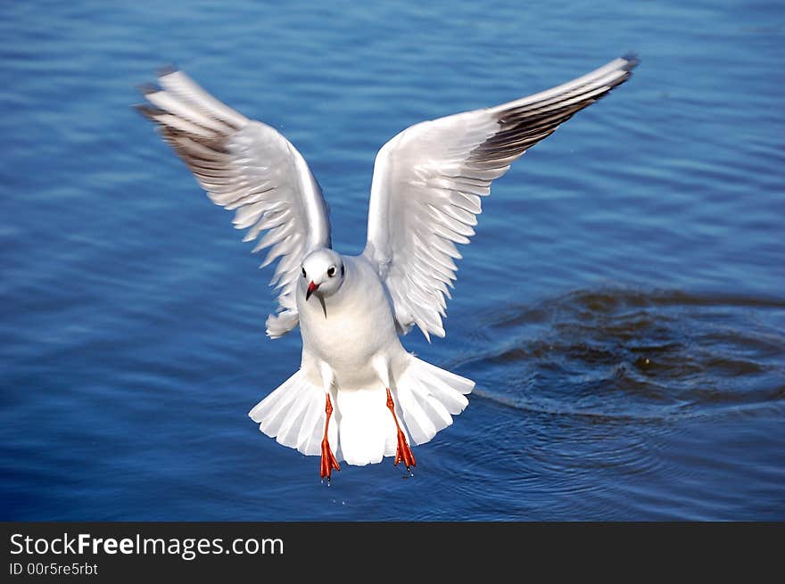 Spread wings sea gull taking off