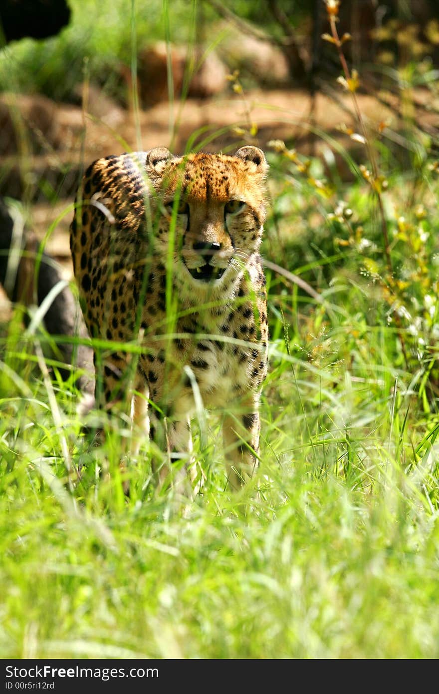 African Cheetah