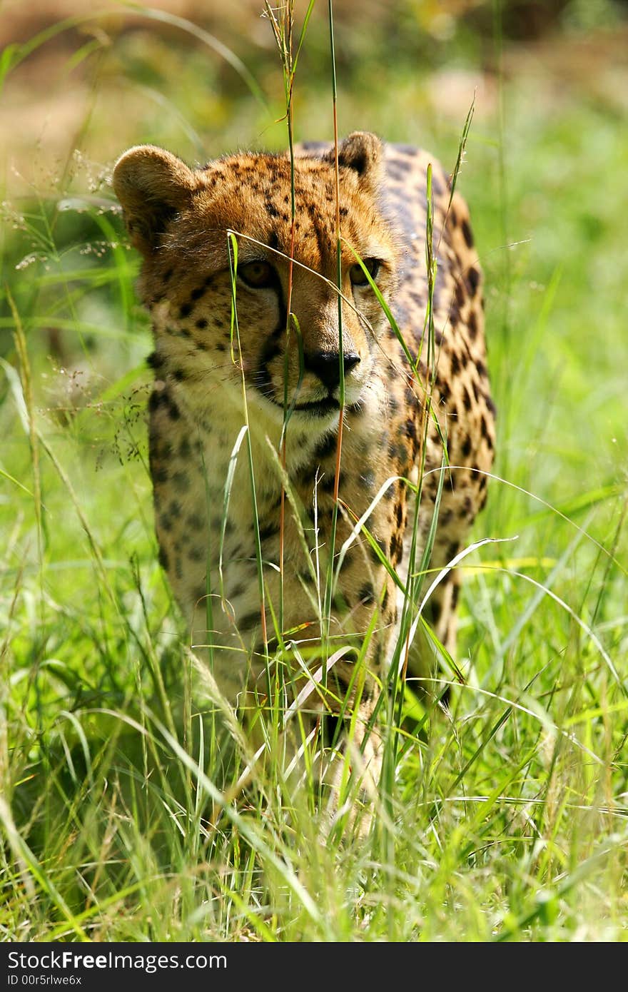 African Cheetah