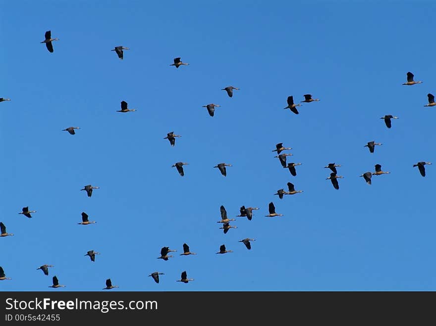 Flock of geese flying on a blue sky background