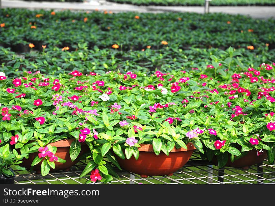 Periwinkls grow in the greehouse. Periwinkls grow in the greehouse