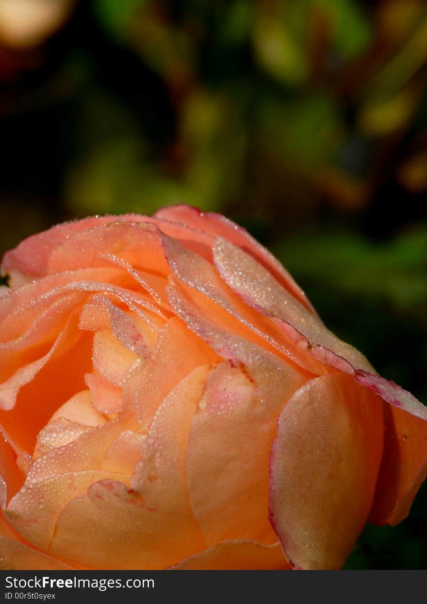 Drops of dew on a rose. Flower.