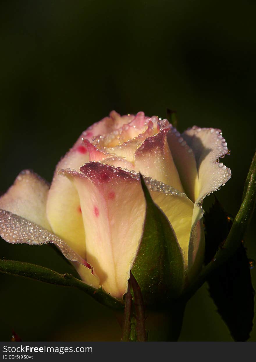 Drops Of Dew On A Rose.