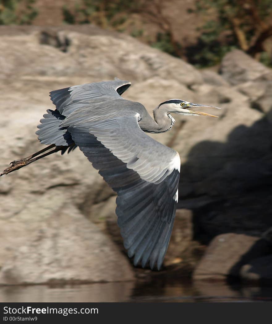 Take off of grey heron in Egypt