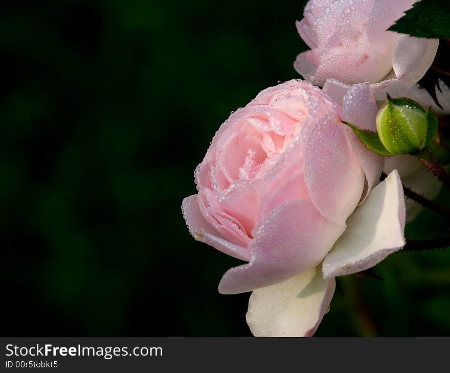 Drops of dew on a rose. Flower.