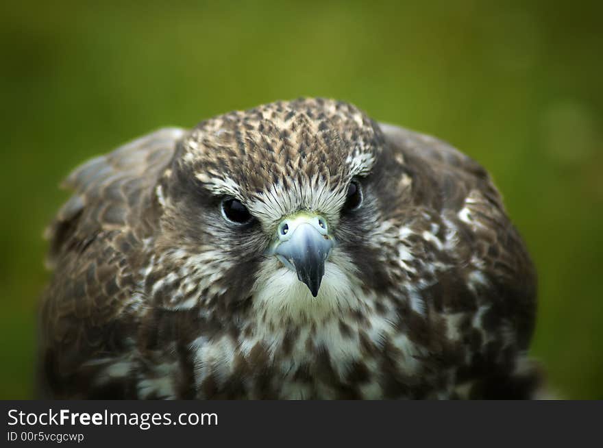 A close up of a peregrine falcon