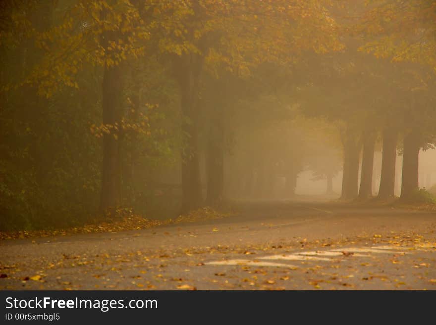 A foggy road in a cold autumn day