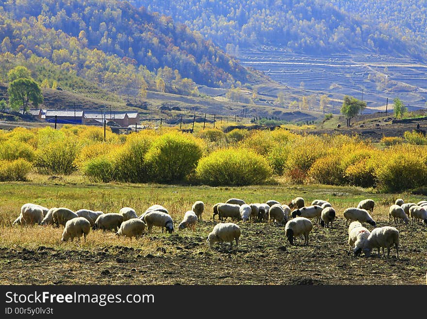 In a mountain district which is far away from the cities. I found that so many snow white sheep, and i took the photo there