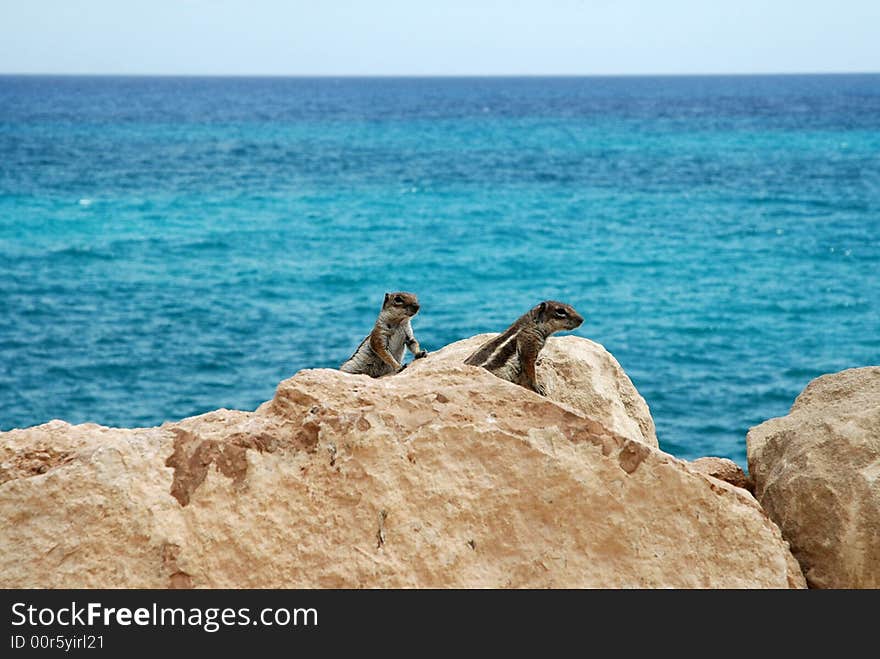 Two squirrels rock climber near the ocean - in spain