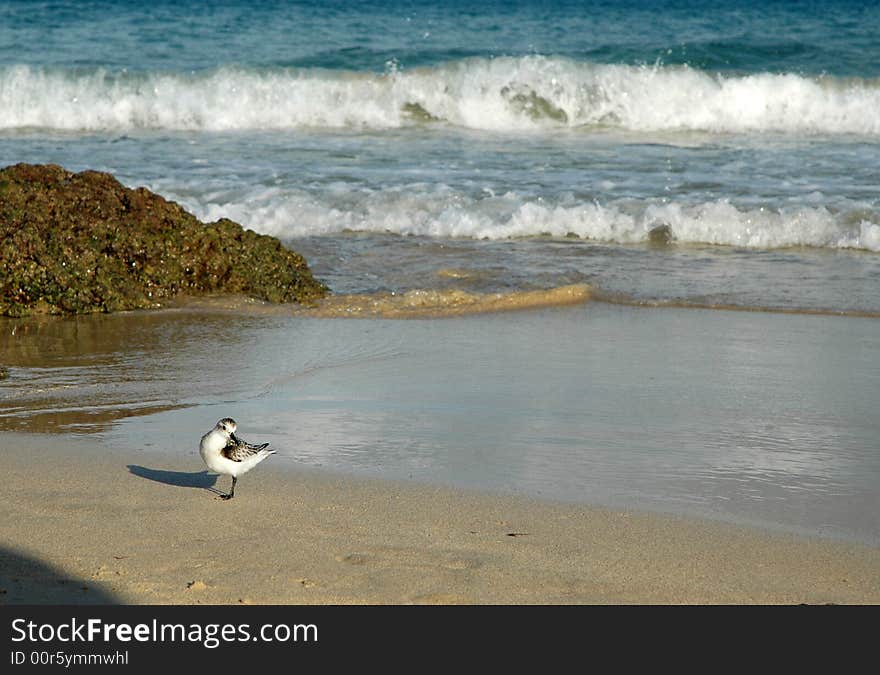 Seagull on a sand, blue sea on background