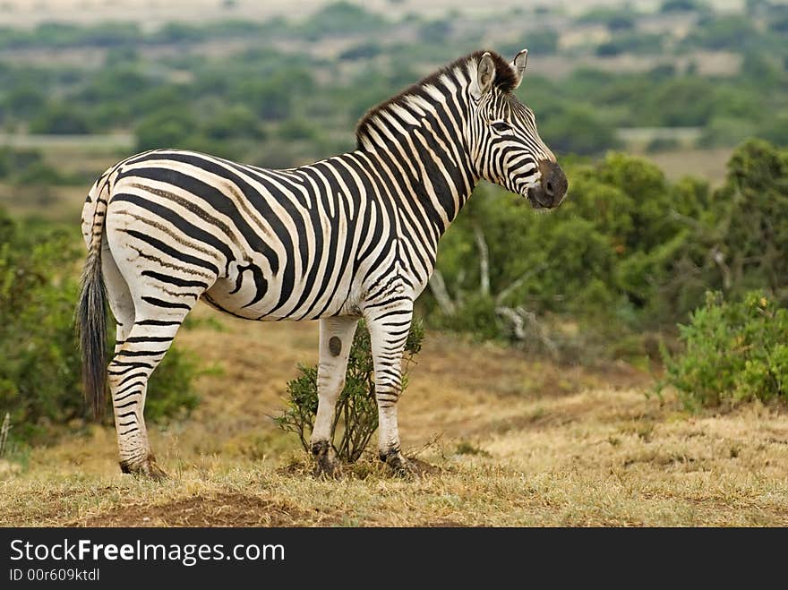 Full Zebra Portrait