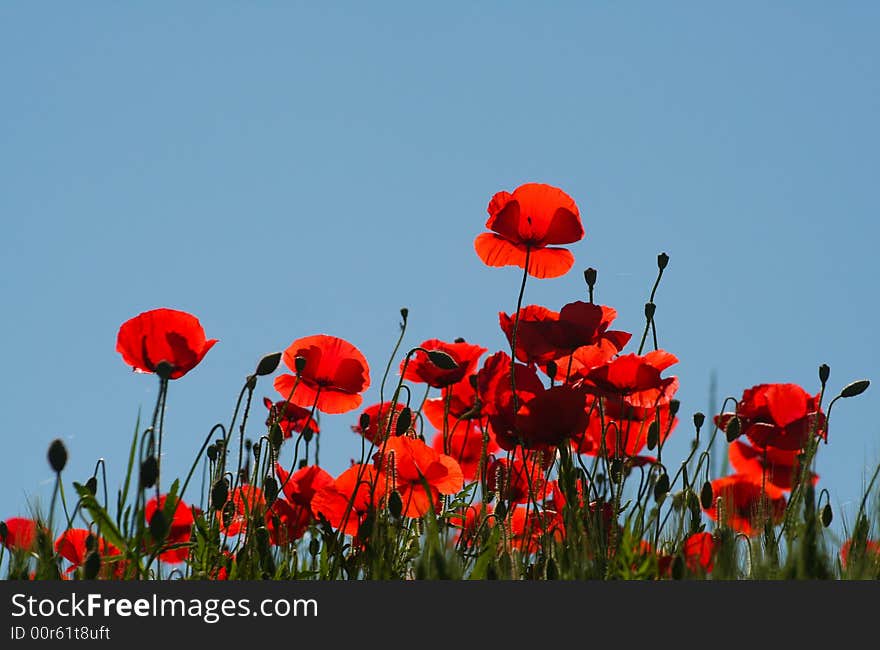 Poppies cover the slope of a hill in Le Marche, Italy. Poppies cover the slope of a hill in Le Marche, Italy