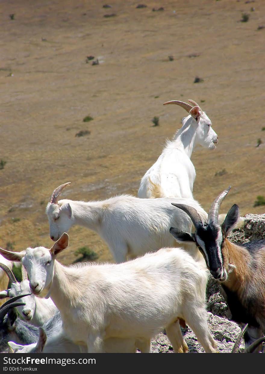 A Herd of the Goats on the Top of the Mountain