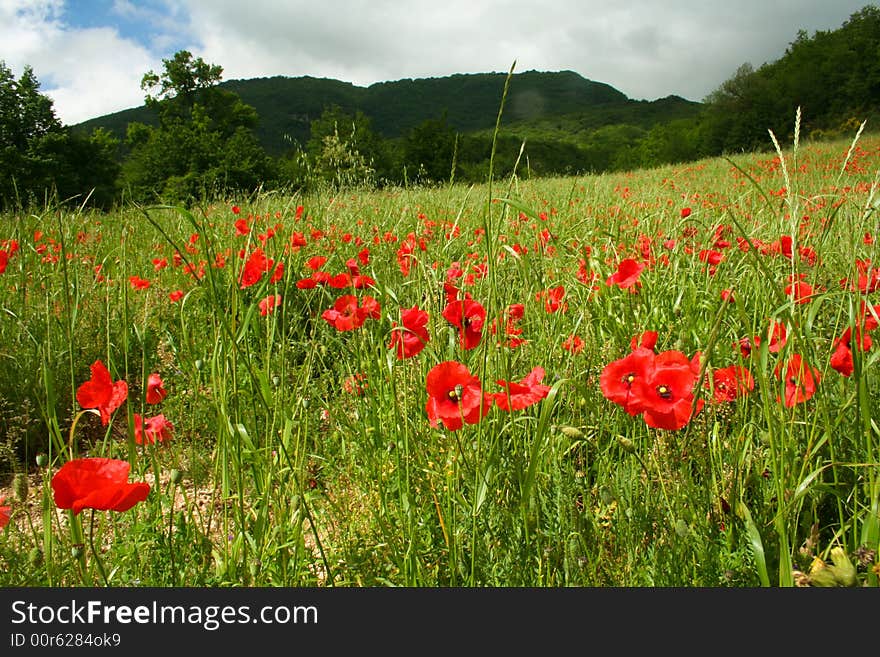 Apennine poppy slope