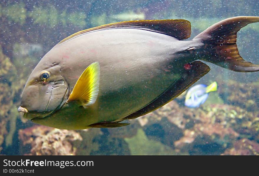 Yellowfin doctorfish 1