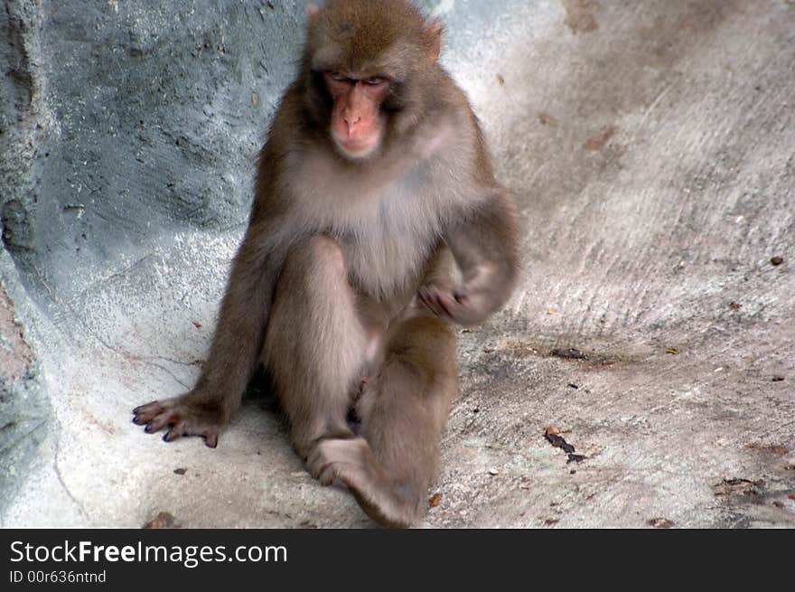 Monkey beggar zoological gardens primate