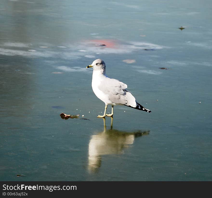 The seagull on an ice.