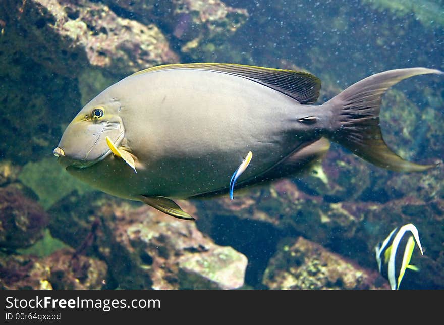 Yellowfin doctorfish 2