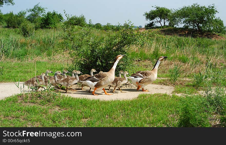 Walking in the goose with her chicks. Walking in the goose with her chicks