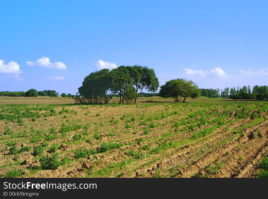 Spring countryside with furrow fields, cloudy blue sky