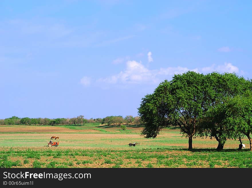 Spring countryside with green fields, cloud blue sky,  lone tree