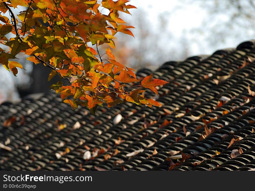 Red and yellow leaves fall in the roof piled with the layers of tiles. Red and yellow leaves fall in the roof piled with the layers of tiles.